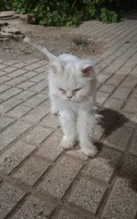 گربه پرشین