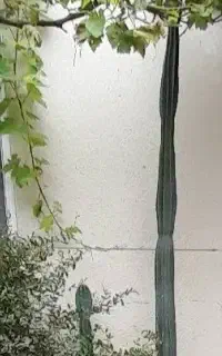 کاکتوس سرئوس