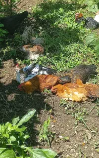 نیمچه مرغ و خروس گلین، پنگوئنی، پاپر
