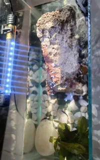 اکواریوم ب همراه لاک