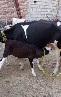 قیمت ۳۶۰