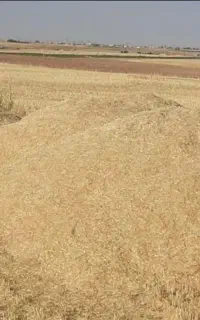 کاه دیم درجه یک