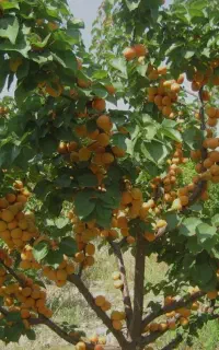 نهال زردآلو شکرپاره