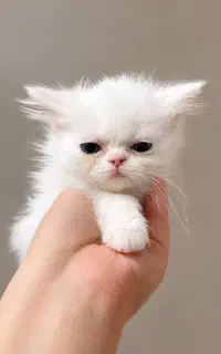 گربه