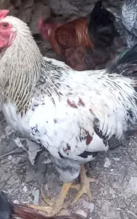 فروش خروس