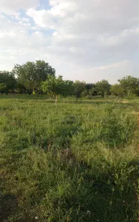 باغ