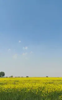 نگهداری منظم باغ و ویلای شما