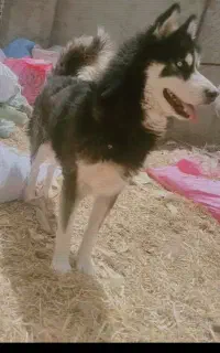 سگ خانگی