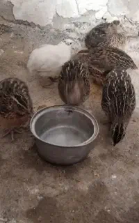 بلدرچین جوجه گوشتی و مرغ دوماهه