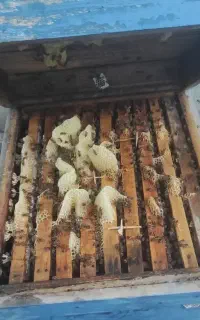 کندو