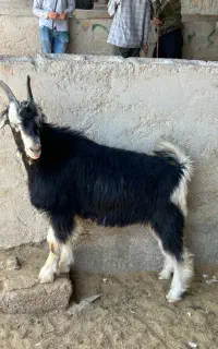 کهره شاخ جفت تخمی