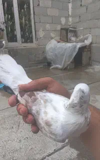 ۴تا کفتر