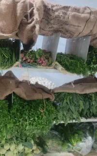 استندسبزی