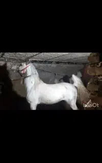 اسب کره سهیل حیدر