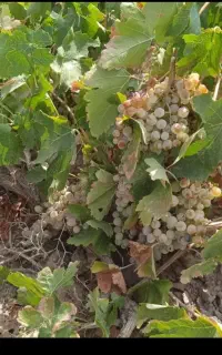 انگور دیوانه برا شیره