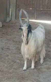 دو بُر