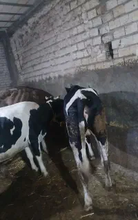 گوساله ۳۰۰کیلویی ماده