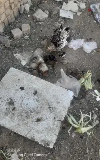 مرغ گلین ۴۰ پوپ خال سوزنی به همراه جوجه
