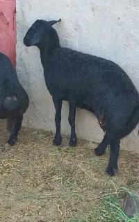 بره ماده