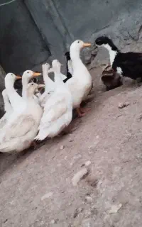اردک