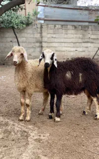 گوسفند بره بروجردی پلنگی