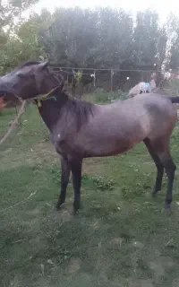 اسب