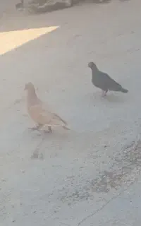 سرخ و زرد نوک سفید چشم سفید