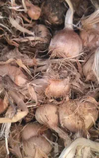 فروش ۴ تن پیاز زعفران سالم و درشت  مناسب کشت