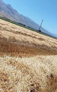 کاه