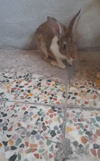 خرگوش