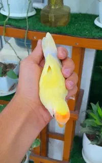 طوطی کوتوله برزیلی دستی