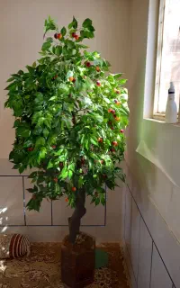 درخت گیلاس تزئینی