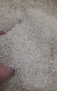 دم سیاه دجه یک