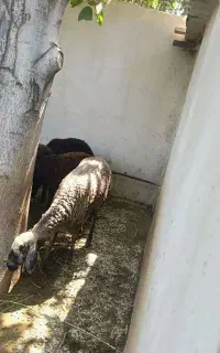 میش جوان