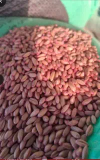 گندم بذرباران