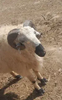 بره فروشی