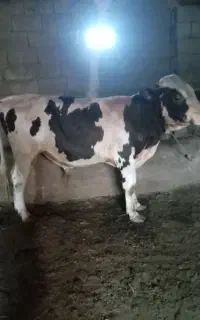 فروش گوساله نر