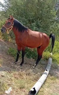 اسب نریان نژاد عرب کرد