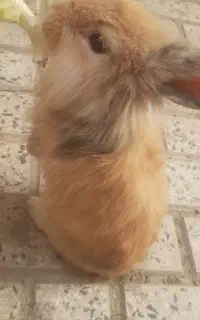 خرگوش لوپ زیبا و سالم