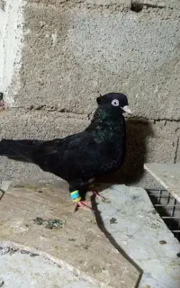 زاغ چش نوک
