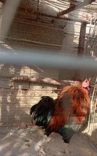 خروس