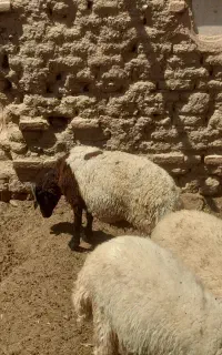 بره نر