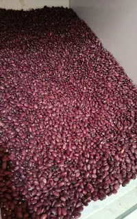 پخش عمده حبوبات