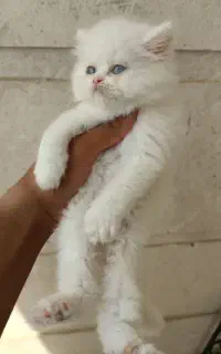پرشین فلت .