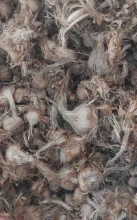 پیاز زعفران