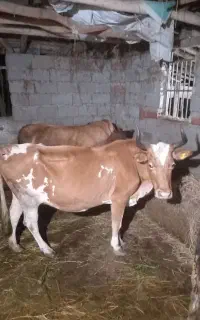 فروش گاو گوشتی