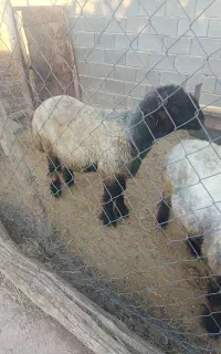 با سلام خدمت دوستان فروش سه راس قوچ بختیاری