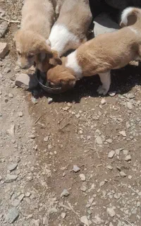 سگ گله
