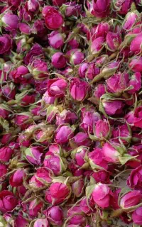 غنچه گل محمدی گل باز محمدی