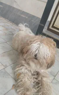 سگ شیتزو نر سرحال